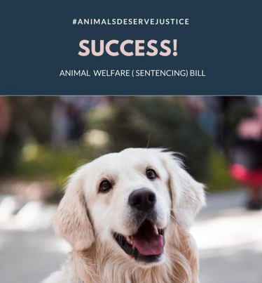 Sir David welcomes the Animal Welfare (Sentencing) Bill receiving Royal Assent